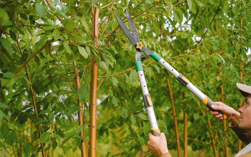 Tree trimming in Moclips, WA