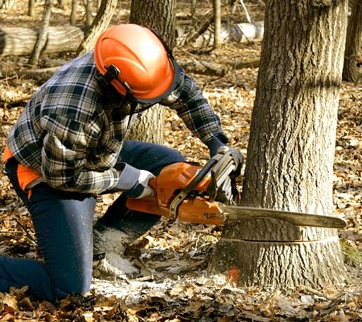 Tree Removal in Moclips, WA